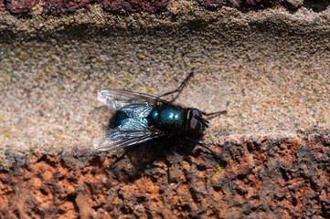 A fly on a redbrick wall