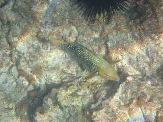 タイ　ピピレイ島の魚