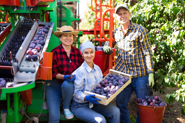 Obraz premium Team of professional happy farmers posing near modern harvesting platform in orchard after picking of ripe plums