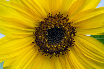 Naklejka premium Sunflower