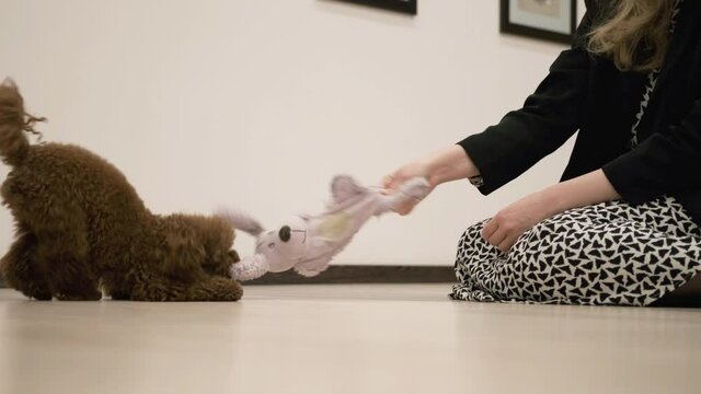 Fluffy dark brown Poodle puppy plays with toy and blonde lady indoors. Close up. Slow mo