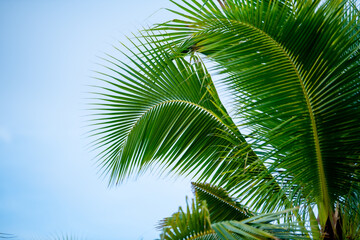 Fototapeta premium cloudy blue sky and palm branches