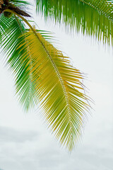 cloudy blue sky and palm branches