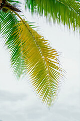 Fototapeta premium cloudy blue sky and palm branches