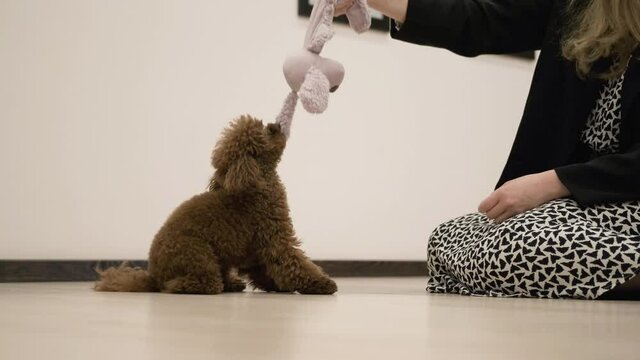 Fluffy dark brown Poodle puppy persistently plays with toy and blonde lady indoors. Close up. Slow mo