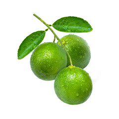 Limes on branch with leaves Isolated on white background