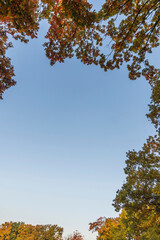 紅葉を額縁にした青空のコピースペース