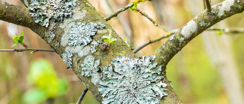 Lichen Parmelia sulcata on tree bark with young green spring shoots