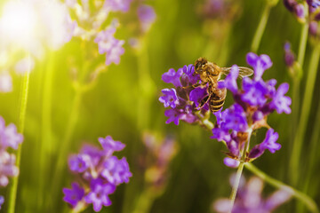 Obraz premium the bee pollinates the lavender flowers