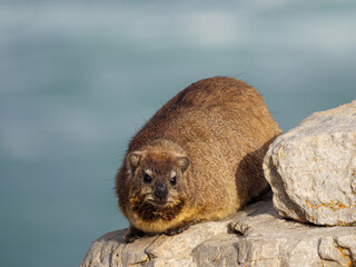Naklejka premium Rock hyrax or Dassie (Procavia capensis). Hermanus. Whale Coast. Overberg. Western Cape. South Africa