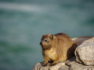 Rock hyrax or Dassie (Procavia capensis). Hermanus. Whale Coast. Overberg. Western Cape. South Africa