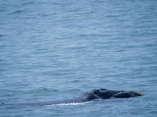 Obraz premium Southern right whale (Eubalaena australis). Hermanus. Whale Coast. Overberg. Western Cape. South Africa