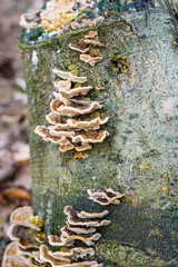 fungus on tree