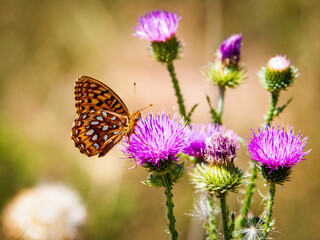 butterfly on flower