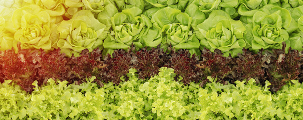 colorful summer crops (lettuce plants), including mixed green, red, purple varieties background
