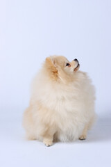 white pomeranian puppy