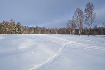 Fototapeta na wymiar Winter season in the forest.