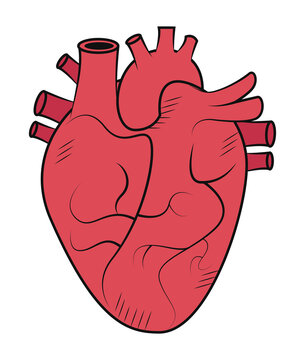 red heart organ
