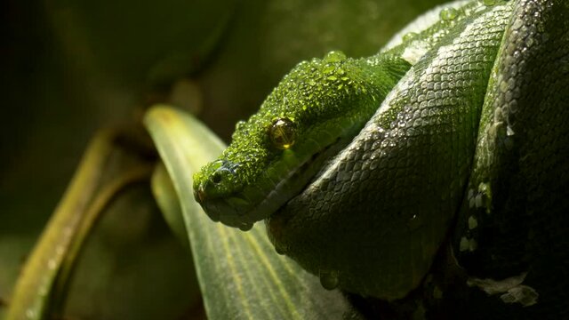 Close-up detail shot of a large Green Tree Python looking for prey in the moist jungles of New Guinea.