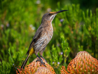 Cape Sugarbird (Promerops cafer) with pollen on its forehead on Leucospermum flower. Cape Town. Western Cape. South Africa