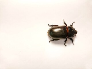 The Sri lankan black beetle on white background.