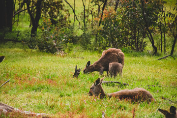 Kangaroos in the wild
