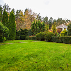 Landscaping of a garden with a green lawn, colorful decorative shrubs and shaped yew and boxwood, Buxus, in autumn. Gardening concept.