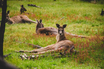 Kangaroos in the wild