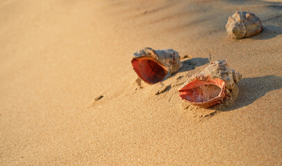 Seashells on the sand as a background, close-up selective focus, natural lighting by the sun at sunset