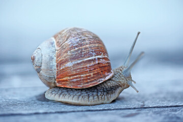 Schnecken (Gastropoda, griechisch für Bauchfüßer)