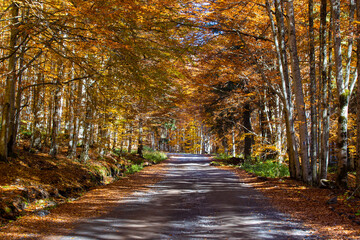 Fototapeta premium a dirt road through a yellowed forest