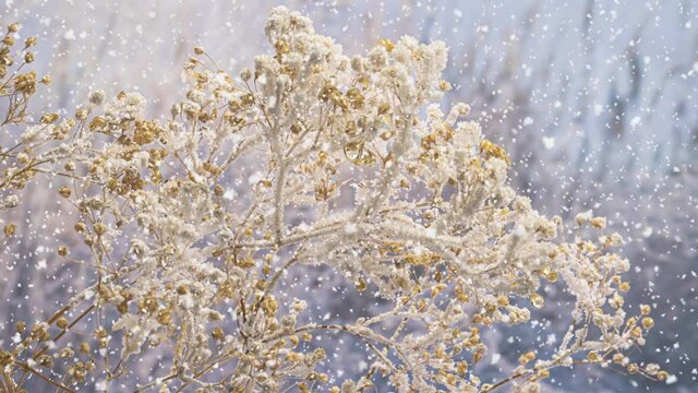 Freezing dry field plant, ice and snow crystals forming on branch. Sunny frosty morning. Snowflakes falling in slow motion. Winter background.