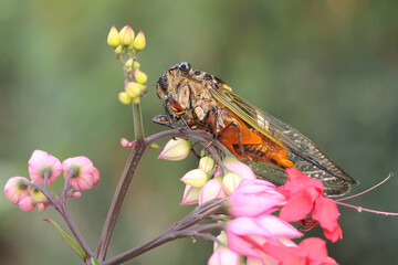 An evening cicada resting in a bush. This insect has the scientific name Tanna japonensis.  - obrazy, fototapety, plakaty