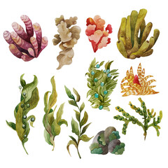 Watercolor illustrations of seaweed and sea sponges, set of multicolored isolated pictures, hand drawn. For the design of patterns, labels of natural cosmetics, decor on the marine theme © Elin Slakten