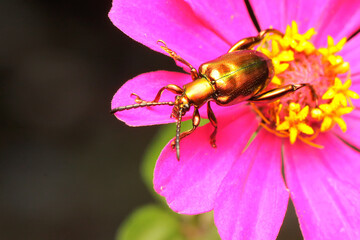 A frog leg beetle is looking for food in a wildflower. This insect has the scientific name Sagra...