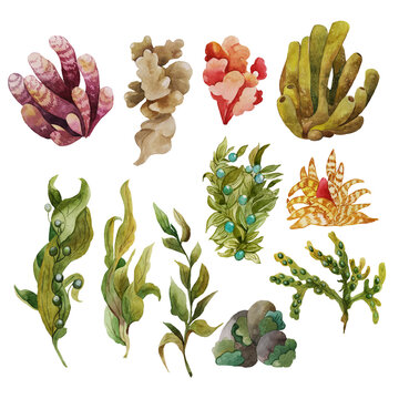 Watercolor illustrations of seaweed and sea sponges, set of multicolored isolated pictures, hand drawn. For the design of patterns, labels of natural cosmetics, decor on the marine theme