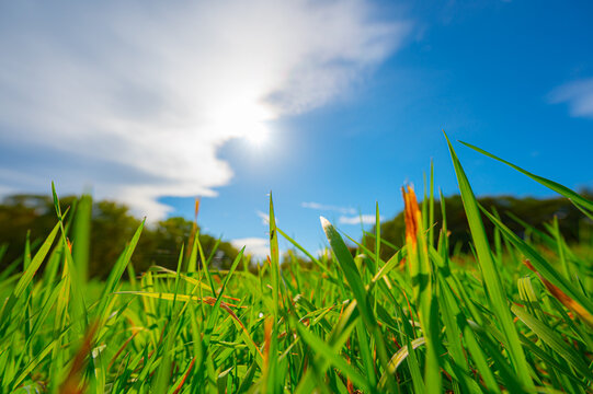 10 774 件の最適な 原っぱ 画像 ストック写真 ベクター Adobe Stock