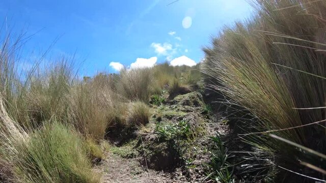 Passing through the vegetation and grass on the moorlands of the Andes in Rucu Pichincha, a dormant volcano in Ecuador.