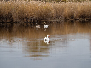 Naklejka na ściany i meble swans on the lake