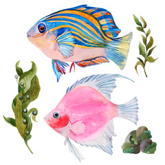Set of beautiful tropical fish - pink angelfish and fish pajamas, seaweed and pitfalls. The watercolor illustration is hand-drawn, isolated, animalistic, for patterns, books, scientific articles,decor