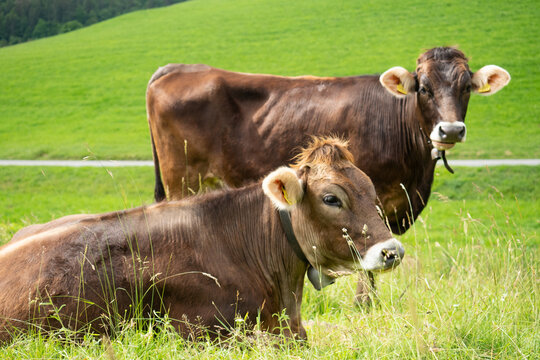 Happy cows on a paddock in the swiss jura hills