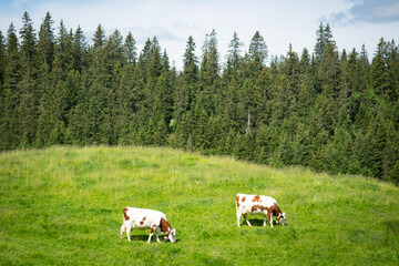 Fototapeta na wymiar A cow grazing on a paddock in the swiss jura hills