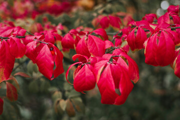 euonymus tree with red leaves in autumn park