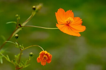 コスモスの写真