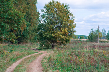 road in autumn forest