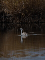 swan on the lake