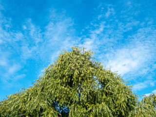 VIew of top of tree and clouds on blue sky