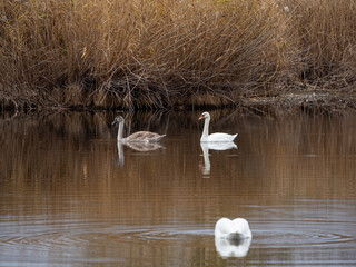 swan on the lake