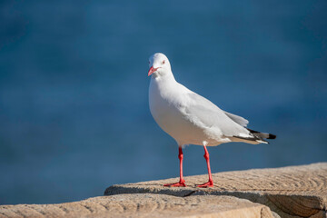 Obraz premium Seagull at the seaside