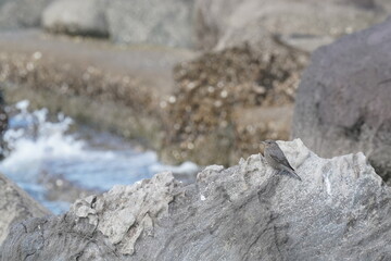 blue rock thrush on the rock